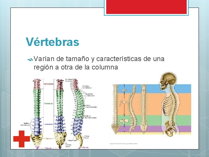Vértebras Varían de tamaño y características de una región a otra de la columna