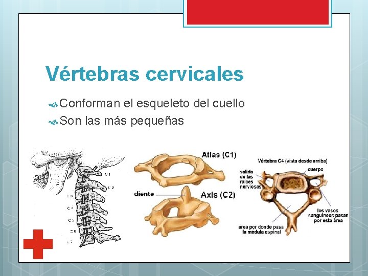 Vértebras cervicales Conforman el esqueleto del cuello Son las más pequeñas 