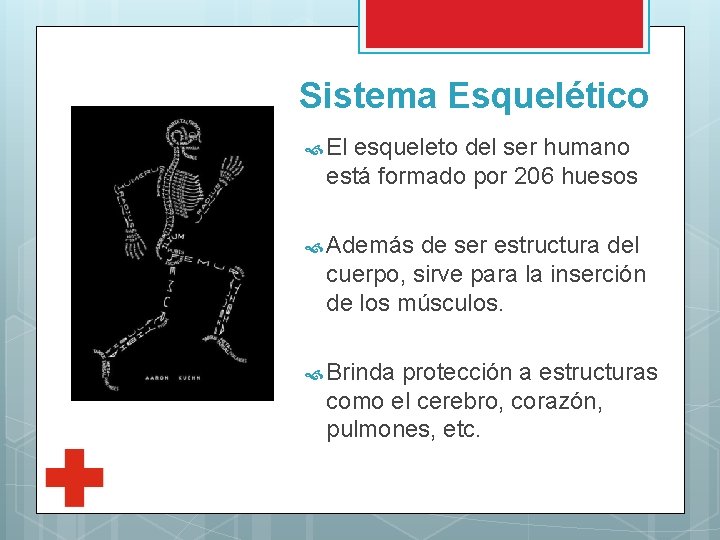 Sistema Esquelético El esqueleto del ser humano está formado por 206 huesos Además de
