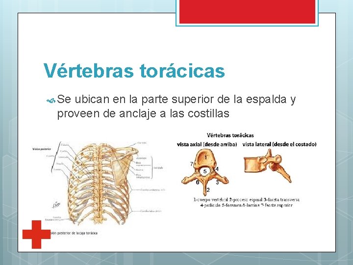 Vértebras torácicas Se ubican en la parte superior de la espalda y proveen de