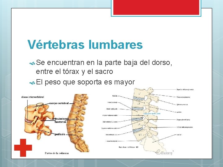 Vértebras lumbares Se encuentran en la parte baja del dorso, entre el tórax y