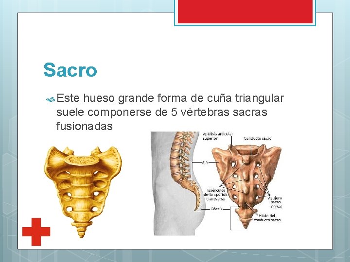 Sacro Este hueso grande forma de cuña triangular suele componerse de 5 vértebras sacras