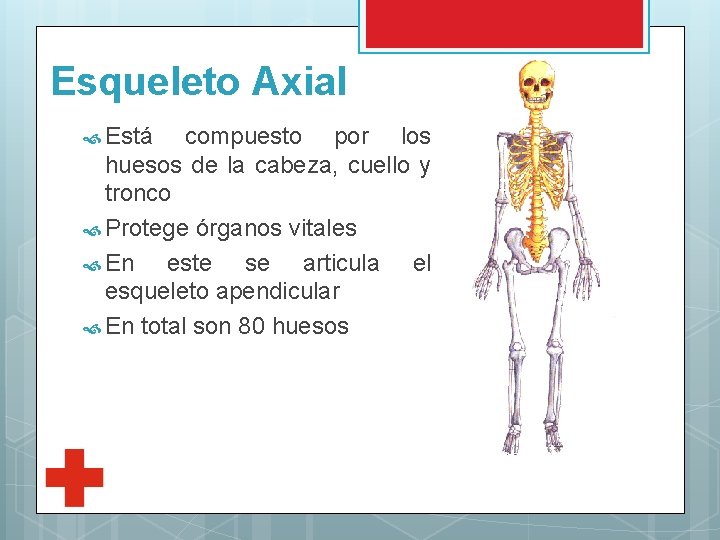 Esqueleto Axial Está compuesto por los huesos de la cabeza, cuello y tronco Protege