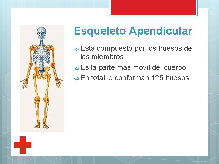 Esqueleto Apendicular Está compuesto por los huesos de los miembros. Es la parte más