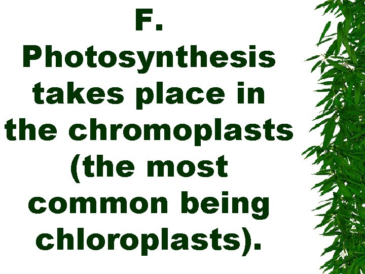 F. Photosynthesis takes place in the chromoplasts (the most common being chloroplasts). 