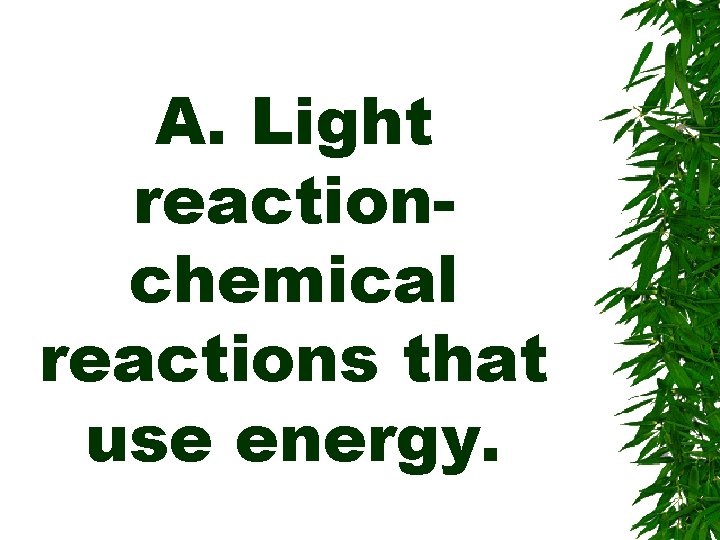 A. Light reactionchemical reactions that use energy. 
