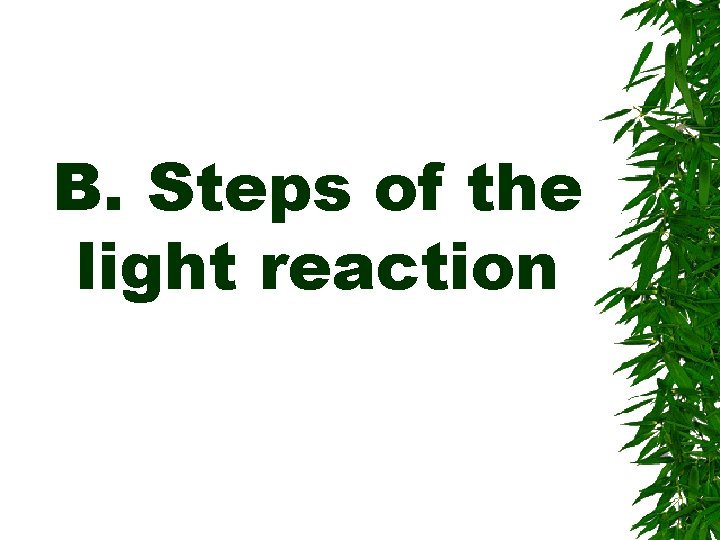 B. Steps of the light reaction 