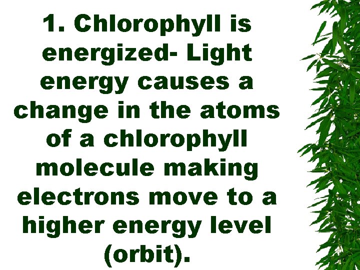 1. Chlorophyll is energized- Light energy causes a change in the atoms of a