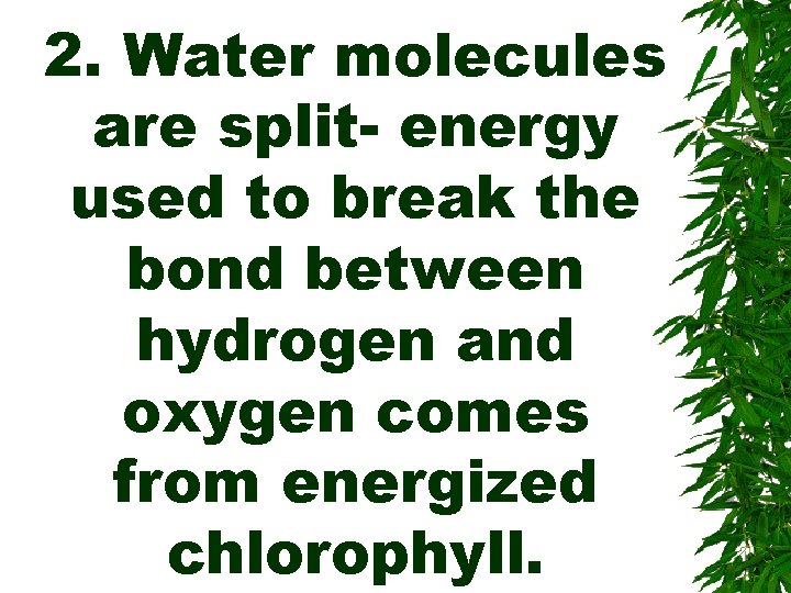 2. Water molecules are split- energy used to break the bond between hydrogen and