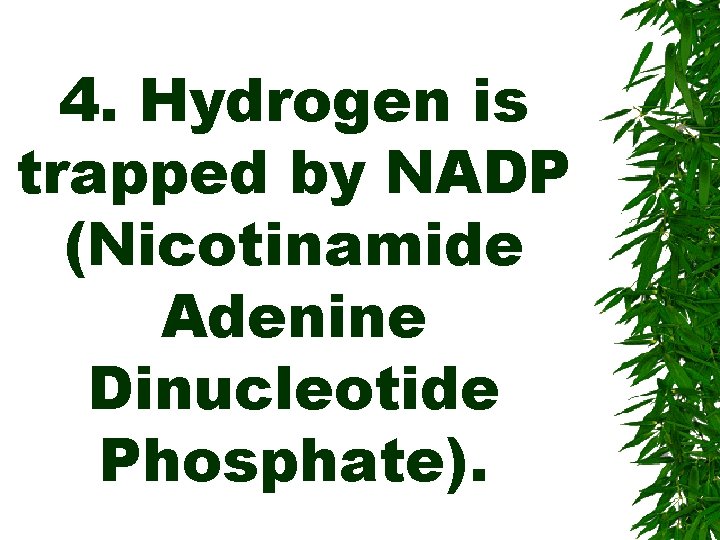 4. Hydrogen is trapped by NADP (Nicotinamide Adenine Dinucleotide Phosphate). 