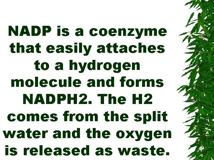 NADP is a coenzyme that easily attaches to a hydrogen molecule and forms NADPH