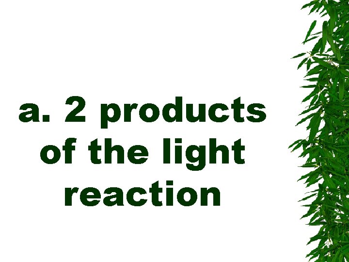 a. 2 products of the light reaction 