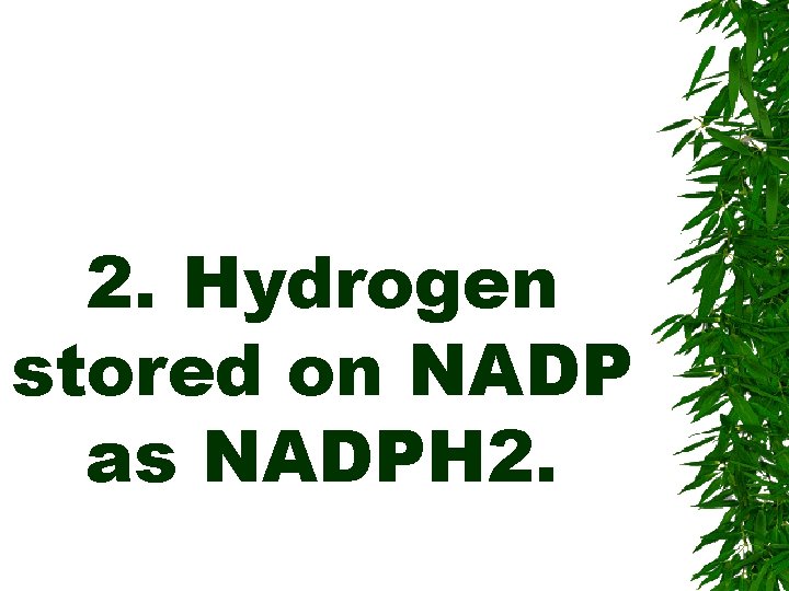 2. Hydrogen stored on NADP as NADPH 2. 