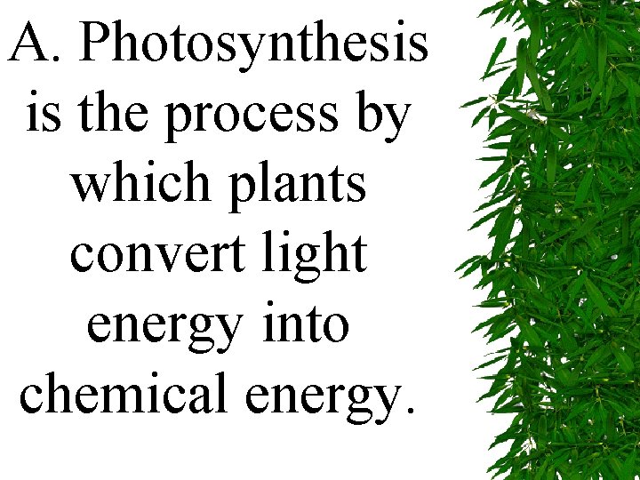 A. Photosynthesis is the process by which plants convert light energy into chemical energy.