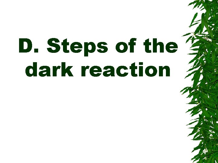 D. Steps of the dark reaction 