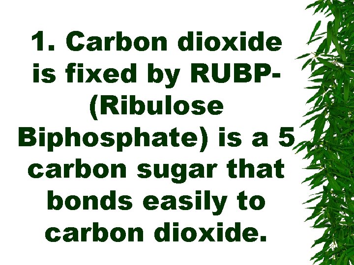 1. Carbon dioxide is fixed by RUBP(Ribulose Biphosphate) is a 5 carbon sugar that