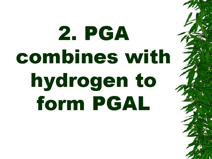 2. PGA combines with hydrogen to form PGAL 