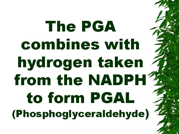 The PGA combines with hydrogen taken from the NADPH to form PGAL (Phosphoglyceraldehyde) 