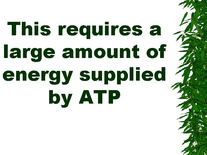 This requires a large amount of energy supplied by ATP 
