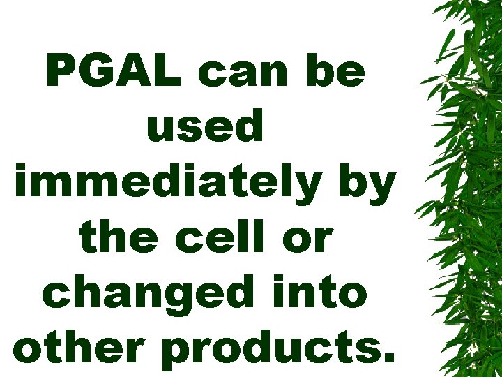 PGAL can be used immediately by the cell or changed into other products. 