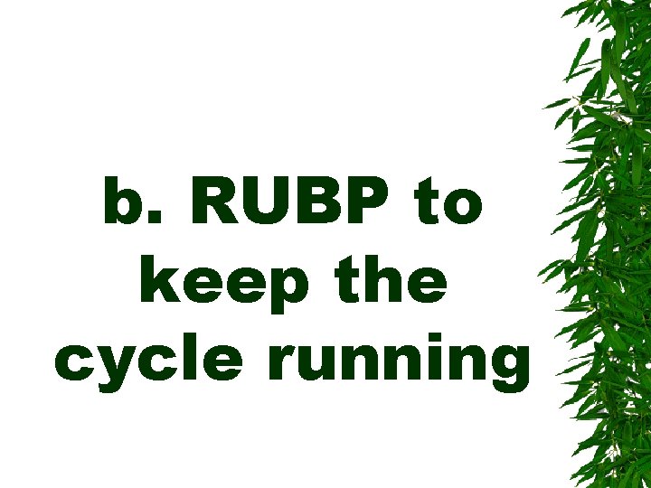 b. RUBP to keep the cycle running 