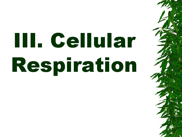 III. Cellular Respiration 