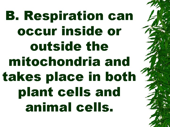 B. Respiration can occur inside or outside the mitochondria and takes place in both