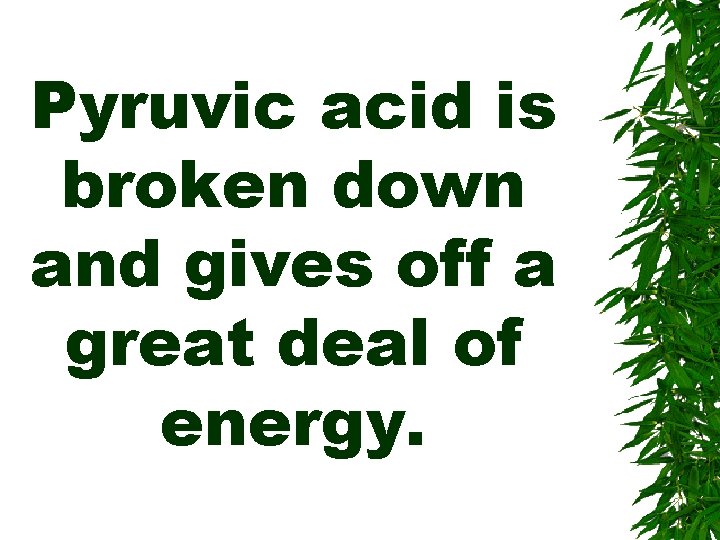 Pyruvic acid is broken down and gives off a great deal of energy. 