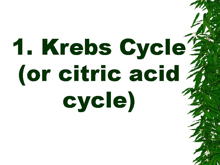 1. Krebs Cycle (or citric acid cycle) 