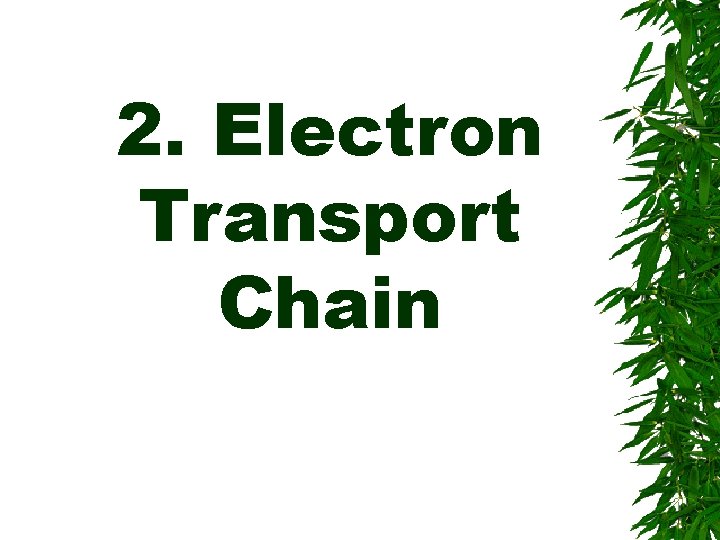 2. Electron Transport Chain 