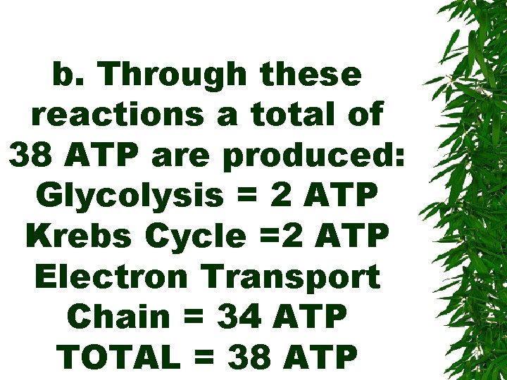 b. Through these reactions a total of 38 ATP are produced: Glycolysis = 2