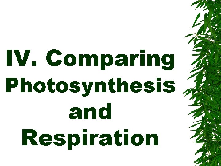 IV. Comparing Photosynthesis and Respiration 