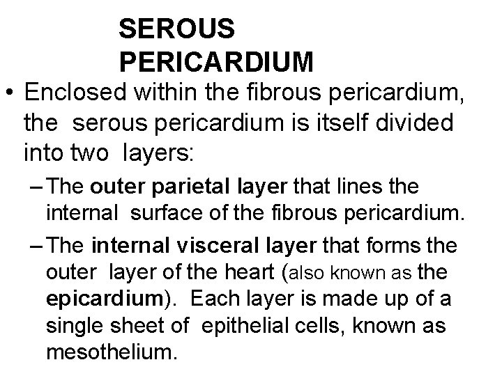 SEROUS PERICARDIUM • Enclosed within the fibrous pericardium, the serous pericardium is itself divided