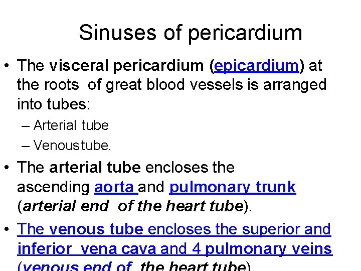 Sinuses of pericardium • The visceral pericardium (epicardium) at the roots of great blood