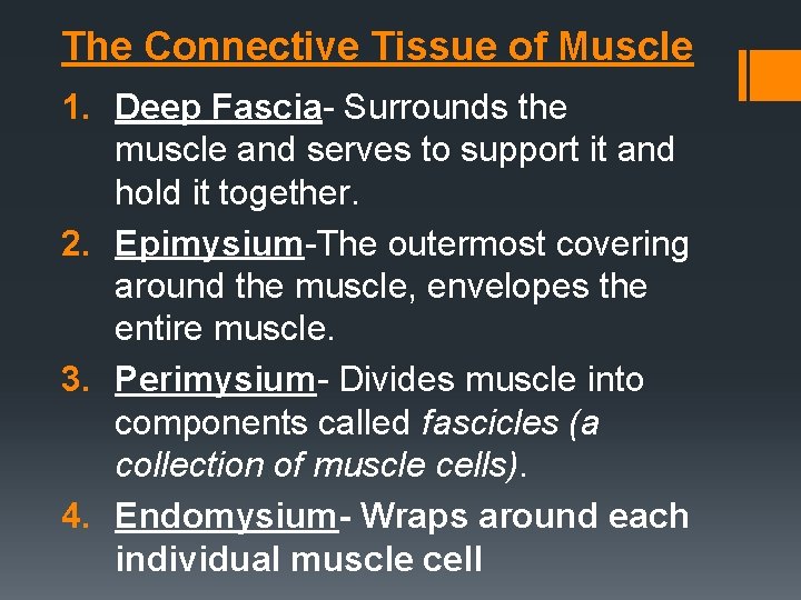 The Connective Tissue of Muscle 1. Deep Fascia- Surrounds the muscle and serves to