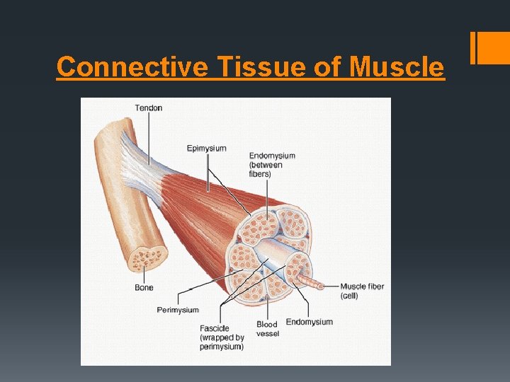 Connective Tissue of Muscle 