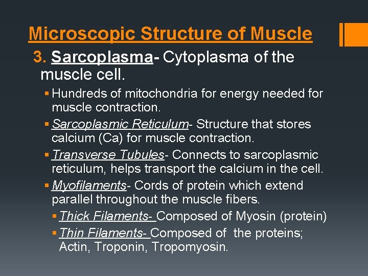 Microscopic Structure of Muscle 3. Sarcoplasma- Cytoplasma of the muscle cell. § Hundreds of