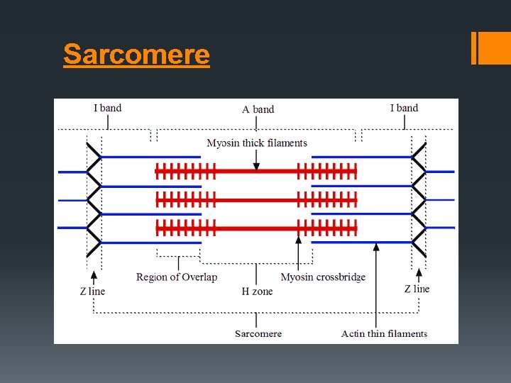 Sarcomere 
