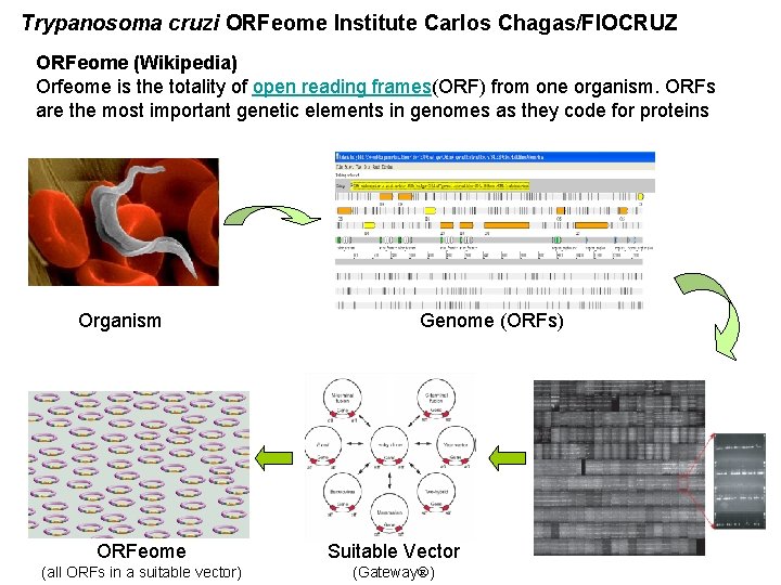 Trypanosoma cruzi ORFeome Institute Carlos Chagas/FIOCRUZ ORFeome (Wikipedia) Orfeome is the totality of open