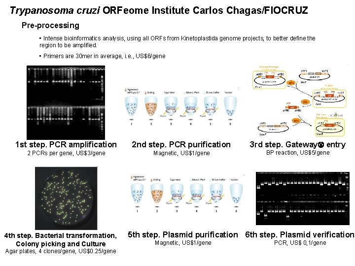 Trypanosoma cruzi ORFeome Institute Carlos Chagas/FIOCRUZ Pre-processing • Intense bioinformatics analysis, using all ORFs