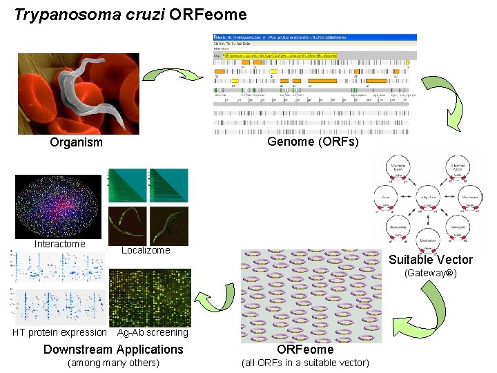 Trypanosoma cruzi ORFeome Genome (ORFs) Organism Interactome Localizome Suitable Vector (Gateway ) HT protein