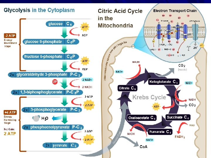 cycle 