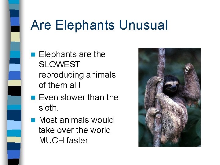 Are Elephants Unusual Elephants are the SLOWEST reproducing animals of them all! n Even