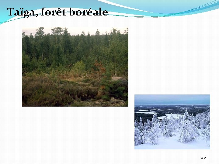 Taïga, forêt boréale 20 