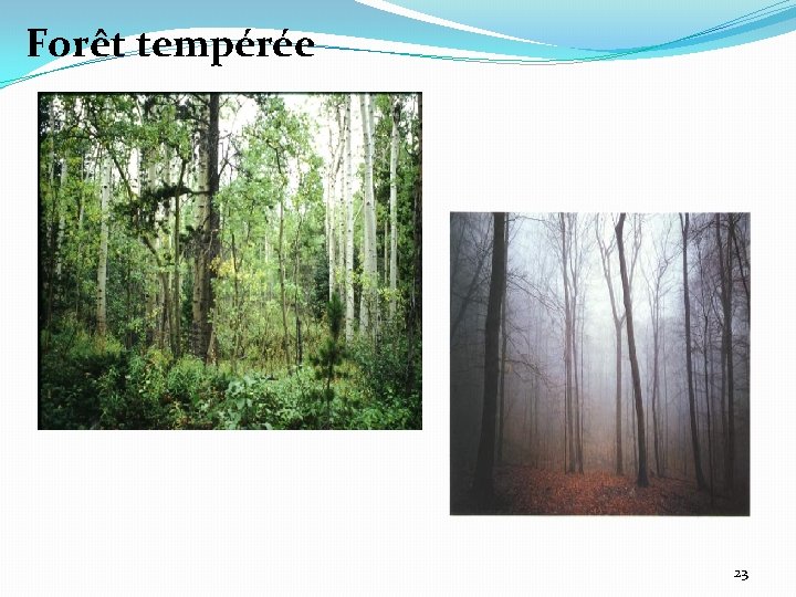 Forêt tempérée 23 