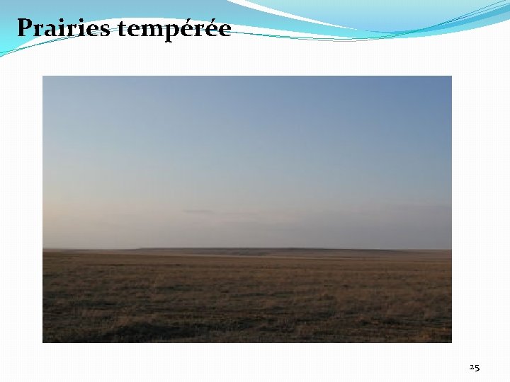 Prairies tempérée 25 