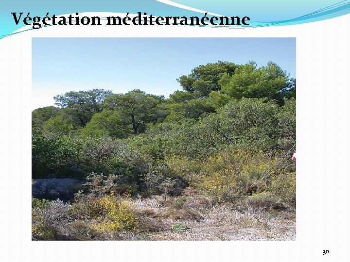 Végétation méditerranéenne 30 