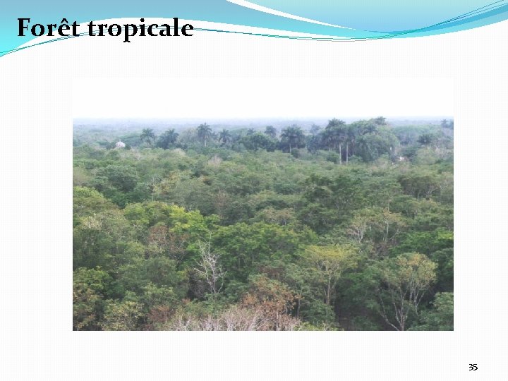 Forêt tropicale 35 