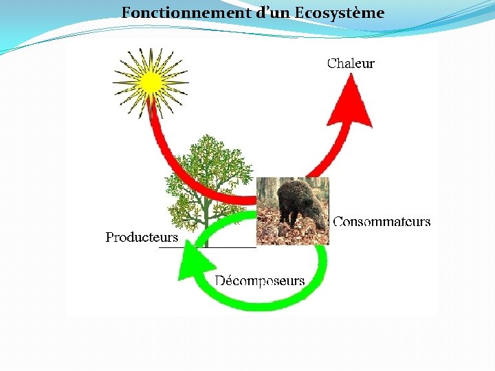 Fonctionnement d’un Ecosystème 