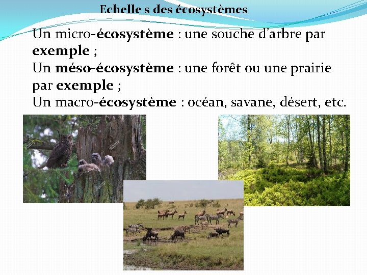 Echelle s des écosystèmes Un micro-écosystème : une souche d'arbre par exemple ; Un